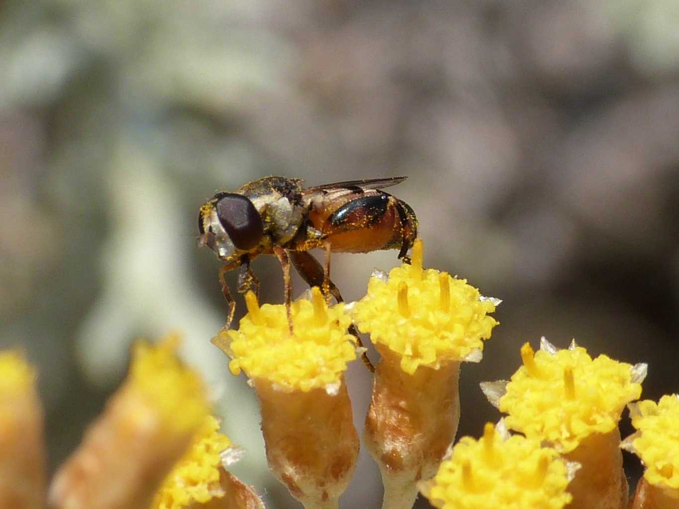 Piccolo Syrphidae dalle zampe robuste